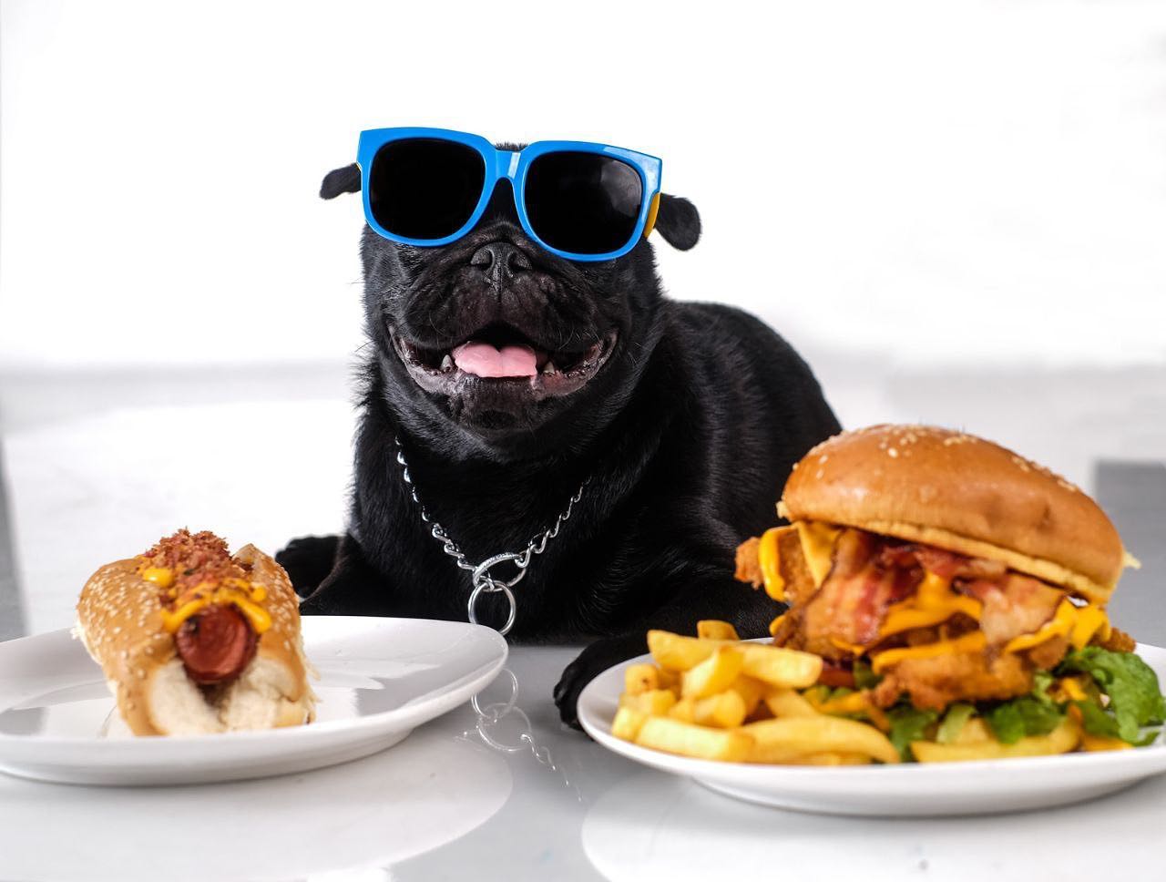 PUG SALAD